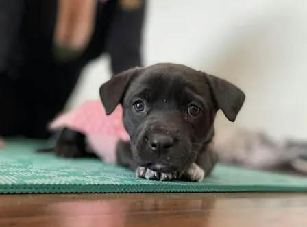 Rescue Puppy Yoga @ Oak Highlands Brewery