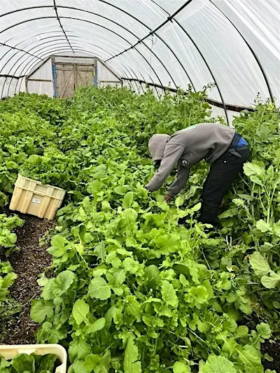 Onboarding for Harvest Volunteer Hours