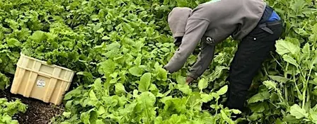 Onboarding for Harvest Volunteer Hours