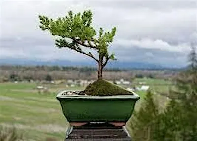 Bonsai Workshop: Winterizing Bonsai