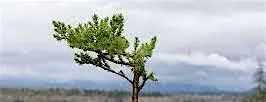 Bonsai Workshop: Repotting and Seed Collecting