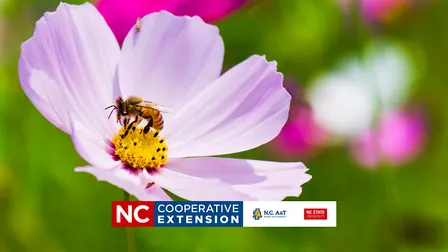 Beginning Beekeeping Course - Establishing Colonies/Basic Hive - Week 6
