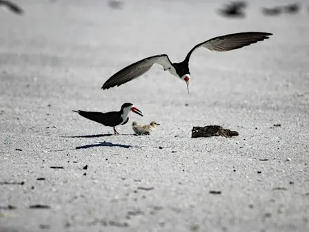 Shorebird Stroll