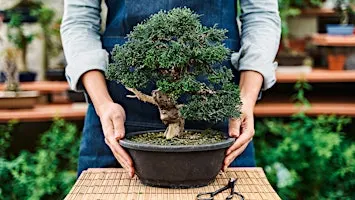 Bonsai Creation Workshop in Henley Beach