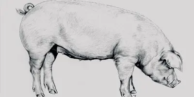 Whole Hog Butchery Workshop