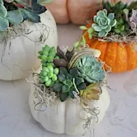 Succulent Pumpkin Planter
