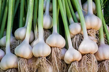 Growing Garlic at Home