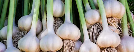 Growing Garlic at Home