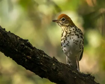 An Incredible Journey: Birding Along the Migratory Pathway