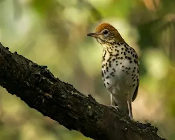 An Incredible Journey: Birding Along the Migratory Pathway