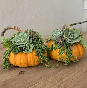 Hands-On Wine and Crafts: Pumpkin Succulent with Villa Succulents