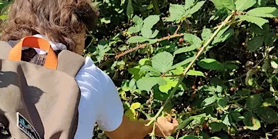 Discover Wild Food: Foraging Walks in Cambridge