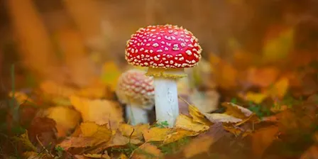 Hidden Wolseley: Fungi and Lichen at The Wolseley Centre