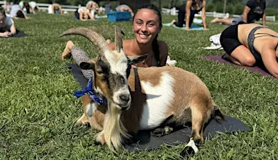 Totes Goats Goat Yoga