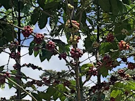 Seed to Cupping - September 17, 2026