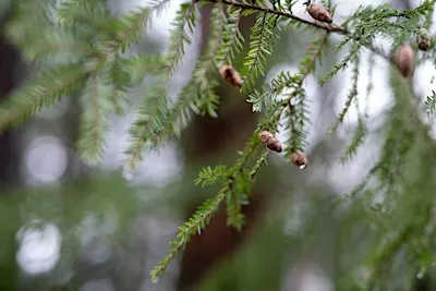 Woodland Walk