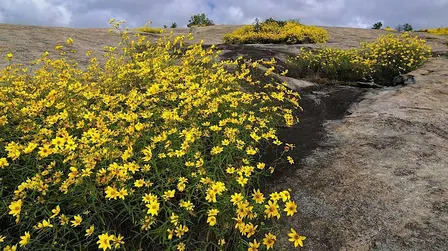 Daisy Days Hike