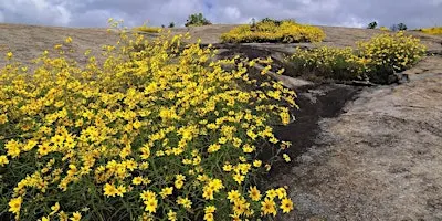 Daisy Days Hike