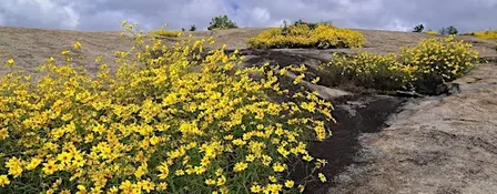 Daisy Days Hike