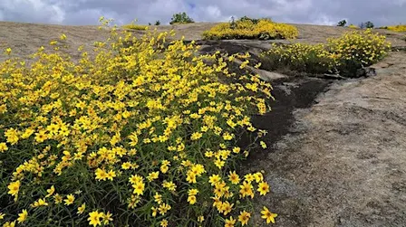 Daisy Days Hike