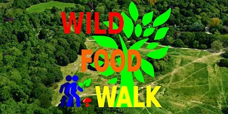 September Hampstead Heath (London) Wild Food Foraging/ Foragers Walk.