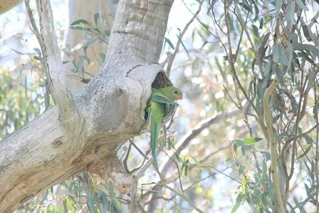 Great Southern BioBlitz 2026 - In-Person, On Country Training Session