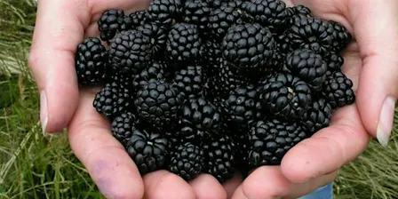 Okanagan Blackberry Fest!