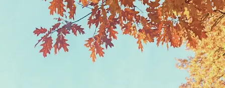 Autumn Light Reiki, Sound Bath & Meditation