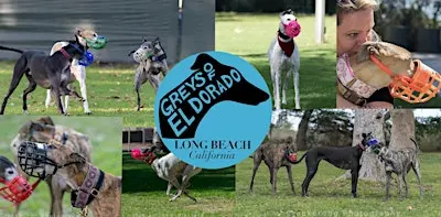 Greys of El Dorado's  annual picnic Greyhound only off leash park is back!!