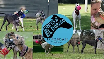 Greys of El Dorado's annual picnic Greyhound only off leash park is back!!