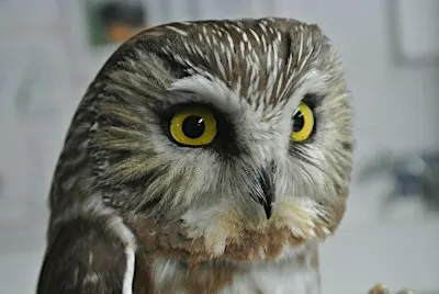 Owl-o-ween !!!