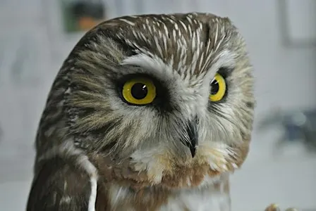 Owl-o-ween !!!