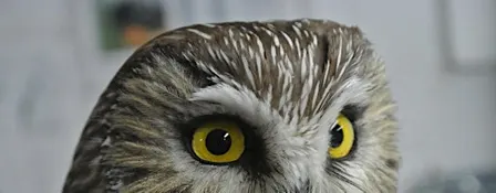 Owl-o-ween !!!