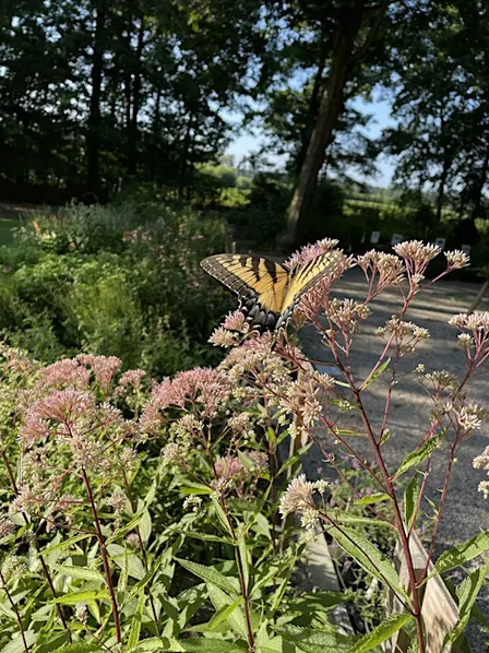 Golden Hours Perennial Plant Sale