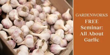 FREE Seminar: All About Garlic at GARDENWORKS Oak Bay