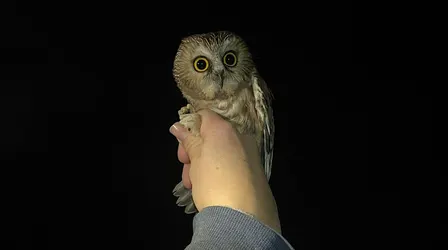 Owl Banding at the Diane Moore Nature Center 2026