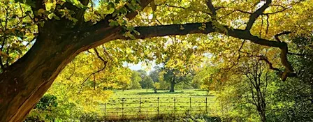 Forest Bathing + Session: nature based mindfulness to deeply relax