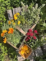 Herbal Harvest: Harvesting and Drying Herbs