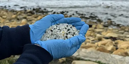 The Great Global Nurdle Hunt at Kimmeridge