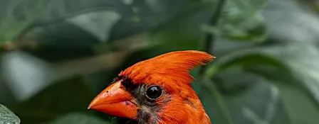 Nature & Photography Walk at Dodge Park