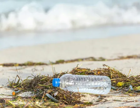 Beach Cleanup