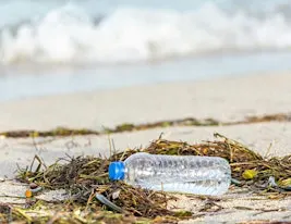 Beach Cleanup