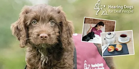 An Afternoon with Hearing Dogs (York) 8 October  2026