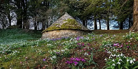 Colesbourne Snowdrops