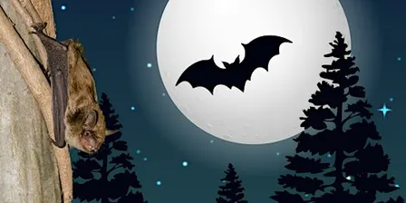 Bats In Our Backyard