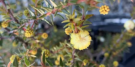 Greening Australia Annual Plant Sale  Saturday October 10th 10am-2pm