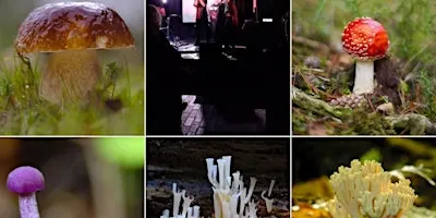 Mushroom Walk & Talk with expert Lukas Large