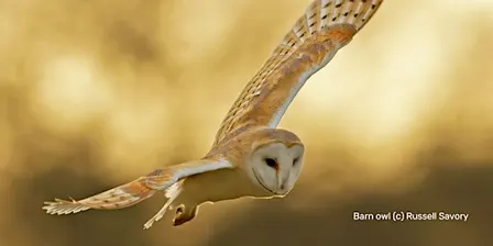 What a Hoot!  Wild Child Workshop (PM)