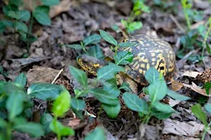 Project ReWild