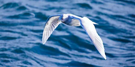 Gulls Gullore